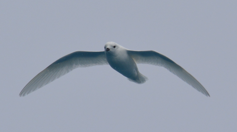 Image of Snow Petrel