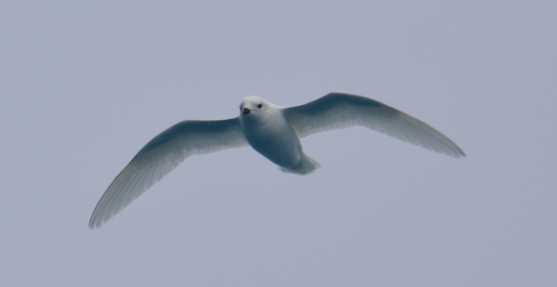 Image of Snow Petrel