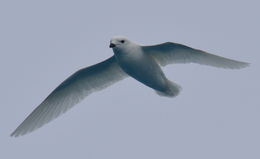 Image of Snow Petrel