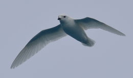 Image of Snow Petrel