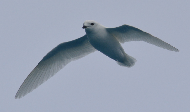 Image of Snow Petrel