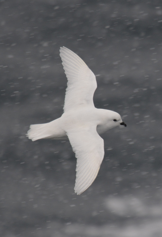 Image of Snow Petrel