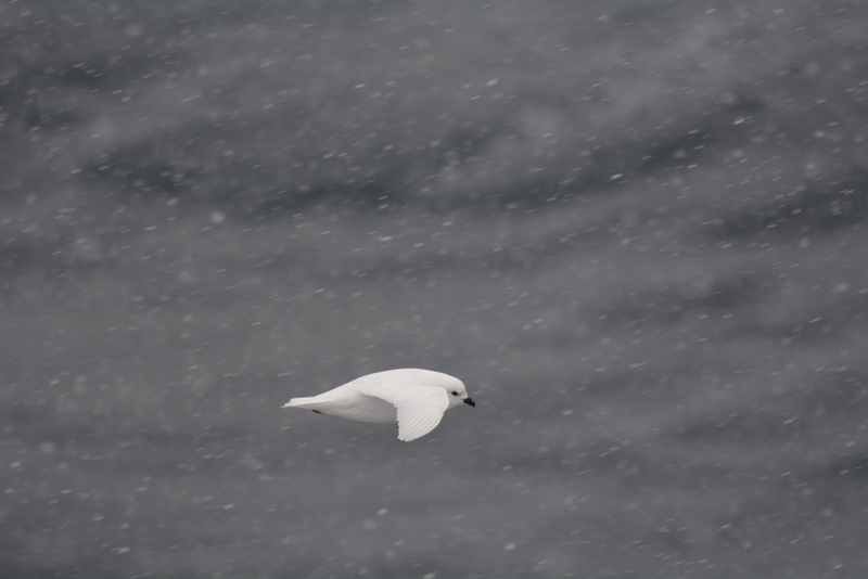 Image of Snow Petrel