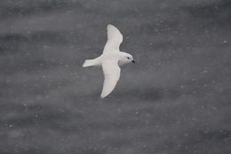 Image of Snow Petrel