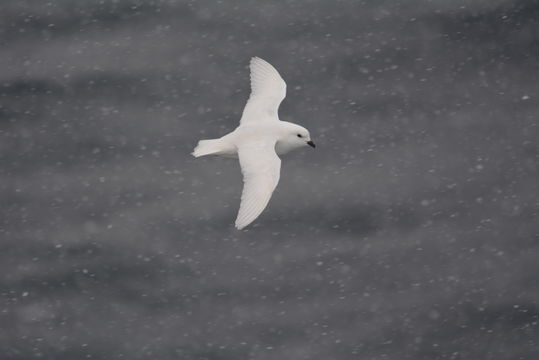 Image of Snow Petrel