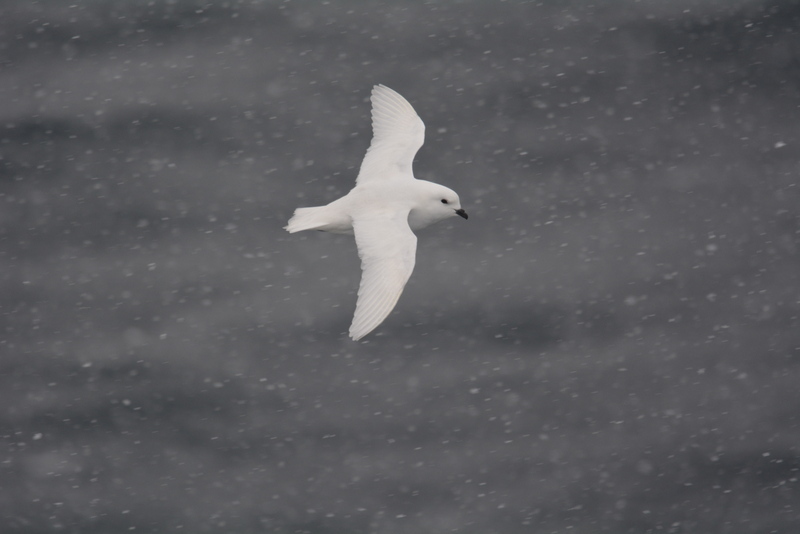 Image of Snow Petrel