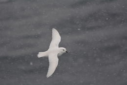 Image of Snow Petrel