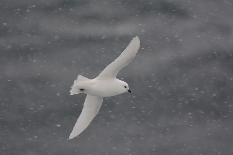 Image of Snow Petrel