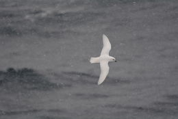 Image of Snow Petrel