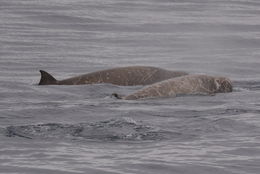 Image of Flatheaded Bottlenose Whale