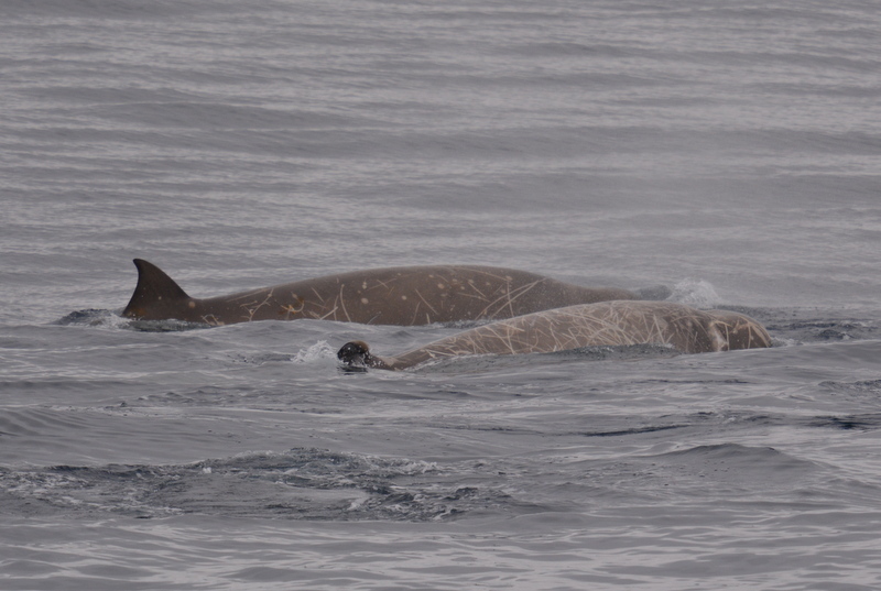 Image of Flatheaded Bottlenose Whale