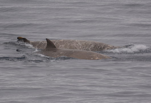 Image of Flatheaded Bottlenose Whale