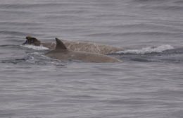 Image of Flatheaded Bottlenose Whale