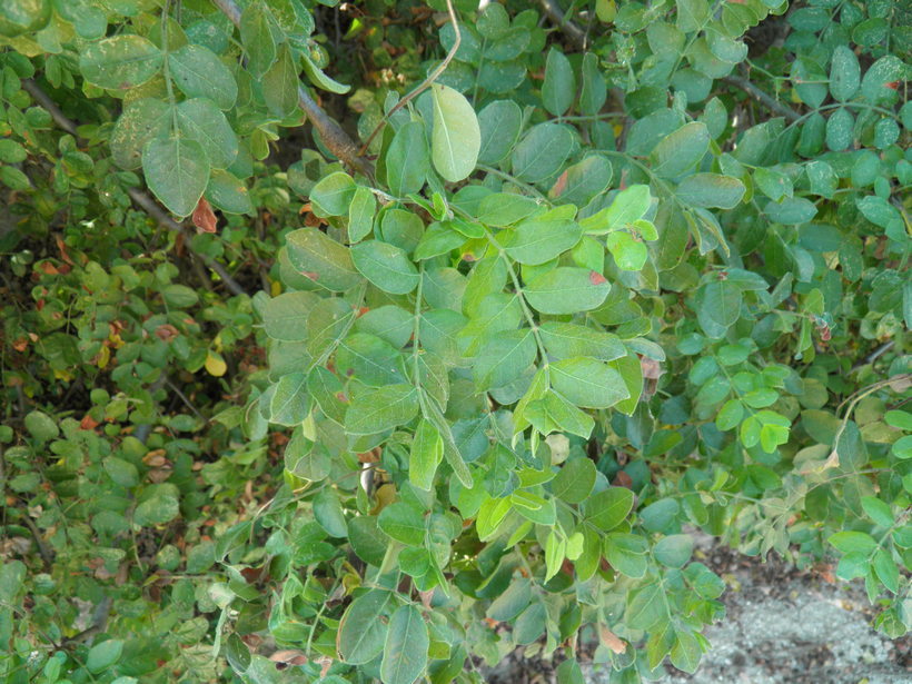 Image of Cyrtocarpa edulis (Brandeg.) Standl.