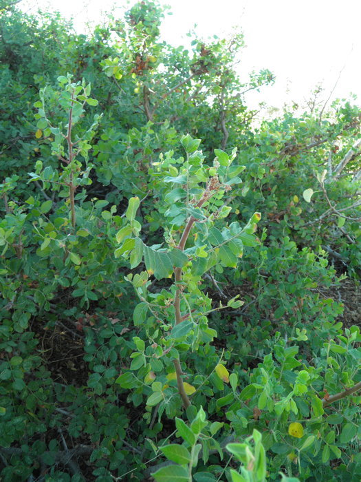 Image of Cyrtocarpa edulis (Brandeg.) Standl.