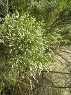 Image of desertbroom