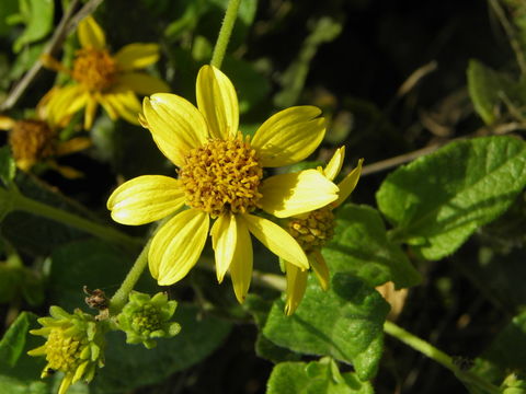 Image of Bahiopsis deltoidea (A. Gray) E. E. Schill. & Panero