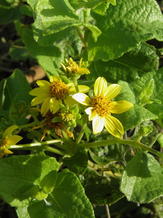 صورة Bahiopsis deltoidea (A. Gray) E. E. Schill. & Panero