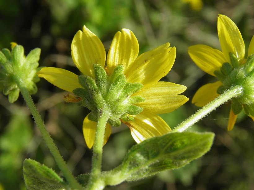 Image of Bahiopsis deltoidea (A. Gray) E. E. Schill. & Panero