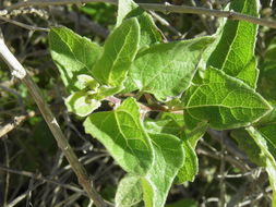 Image of Bahiopsis deltoidea (A. Gray) E. E. Schill. & Panero