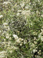 Image of <i>Bebbia atriplicifolia</i>