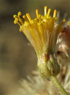 Image of <i>Bebbia atriplicifolia</i>