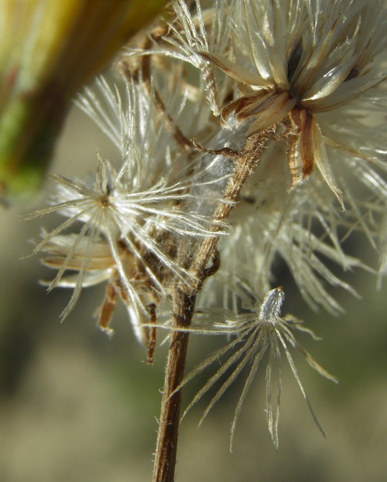 Image of <i>Bebbia atriplicifolia</i>