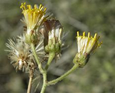 Image of <i>Bebbia atriplicifolia</i>