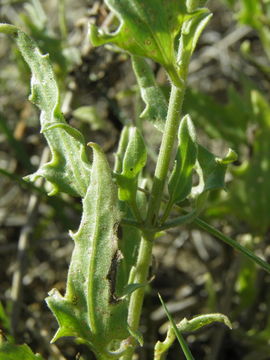 Image de <i>Bebbia atriplicifolia</i>