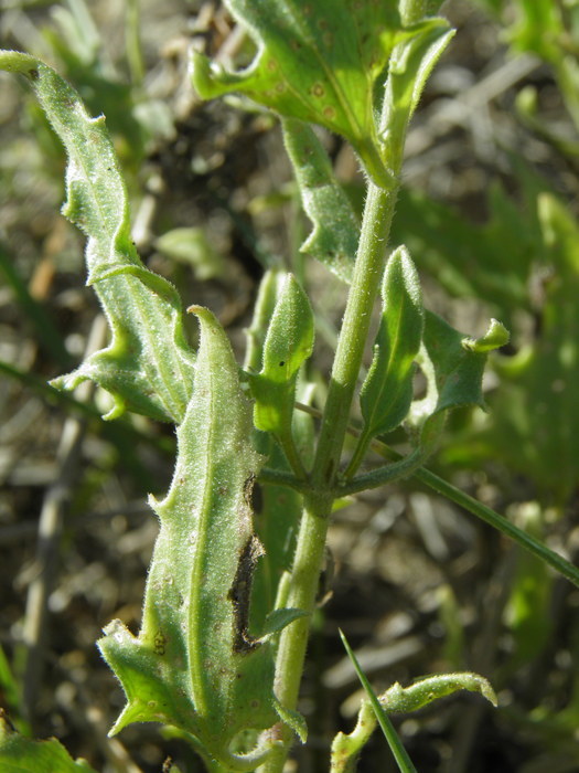 Image of <i>Bebbia atriplicifolia</i>