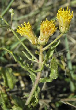 Image of <i>Bebbia atriplicifolia</i>