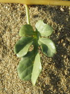 Image of beach morning-glory
