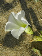 Image of beach morning-glory