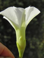 Image of beach morning-glory