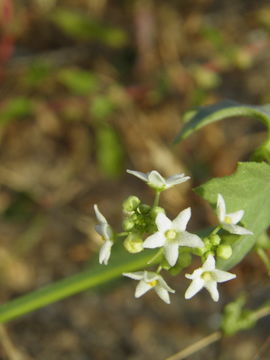 Image of Sicyos peninsularis T. S. Brandegee