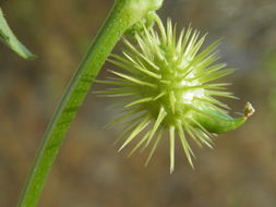 Imagem de Sicyos peninsularis T. S. Brandegee