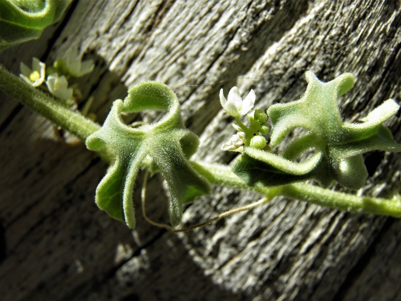 Imagem de Sicyos peninsularis T. S. Brandegee