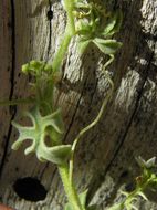 Image of Sicyos peninsularis T. S. Brandegee