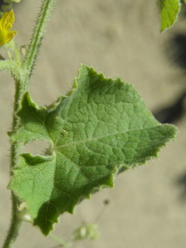 Image of Hedgehog cucumber