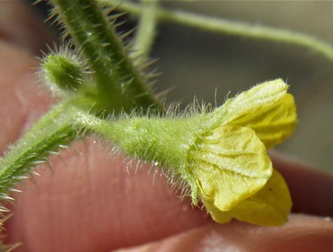 Image of Hedgehog cucumber