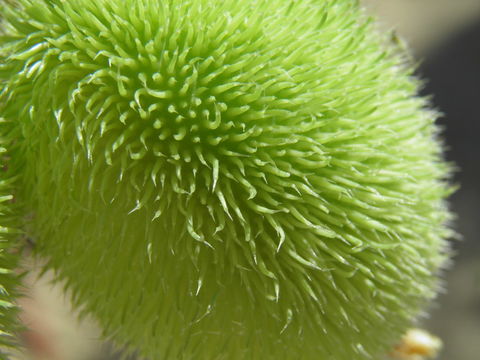 Image of Hedgehog cucumber