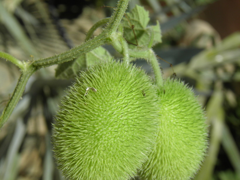 Image of Hedgehog cucumber