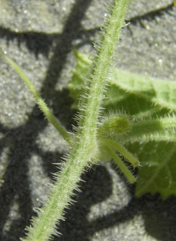 Image of Hedgehog cucumber