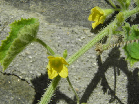 Image de Cucumis dipsaceus C. G. Ehrenb. ex Spach