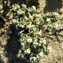 Sivun Euphorbia leucophylla Benth. kuva