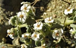 Image of Euphorbia leucophylla Benth.