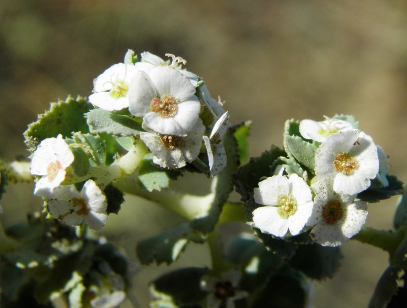 Image of Euphorbia leucophylla Benth.