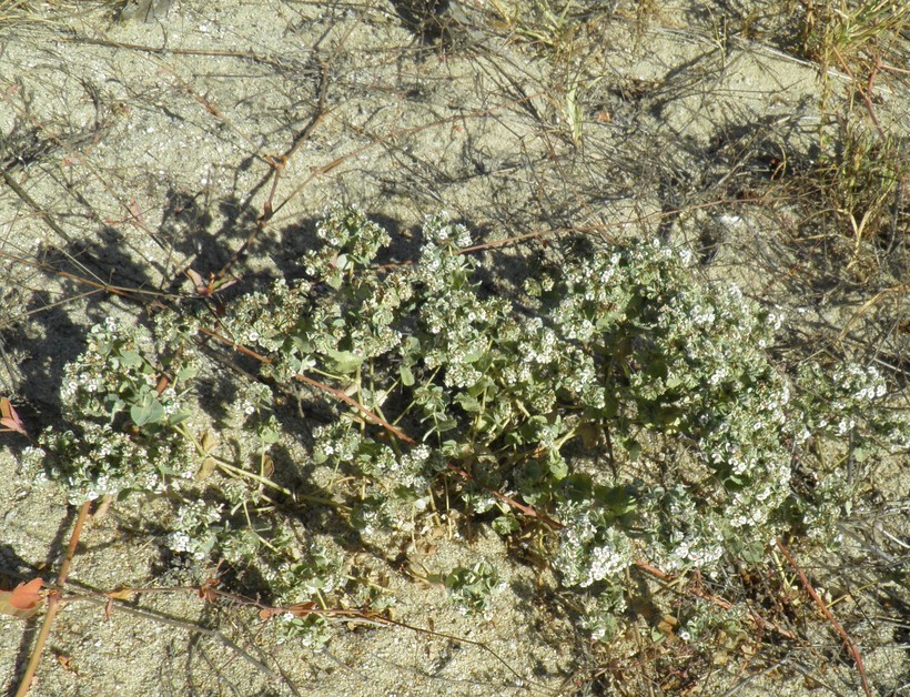 Image of Euphorbia leucophylla Benth.