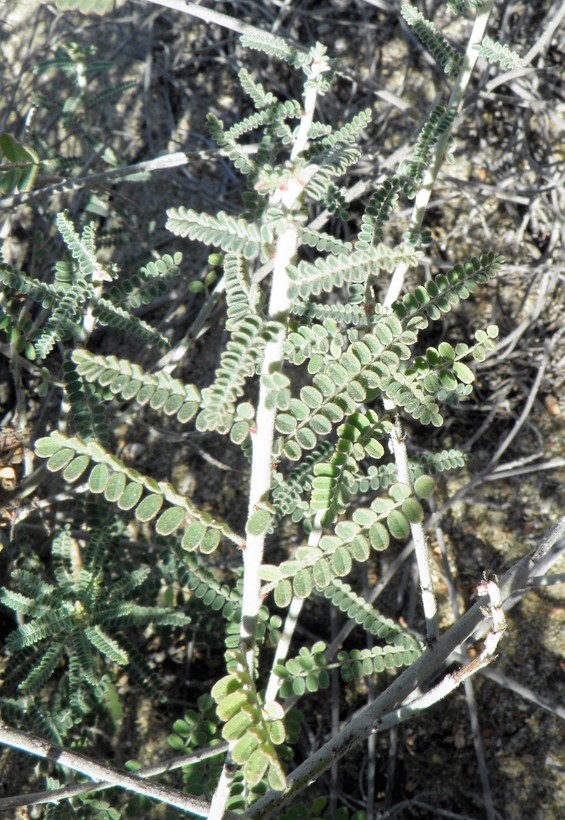 Image of Marina maritima (Brandegee) Barneby