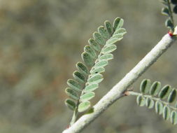 Image of Marina maritima (Brandegee) Barneby